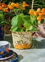 58020029_94_2-CACHEPOT-CAJU-P