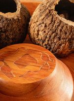 60800152_46_6-FRUTEIRA-CASTANHA-DO-PARA